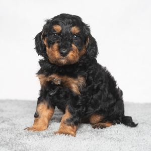 Milo 